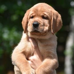 Blaze - Yellow male Labrador Retriever puppy in Carthage, North Carolina from Wicked Pines Retrievers