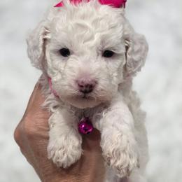 Lucy - White female Bernedoodle puppy in Vernon, Texas from Sugarland's Texas Goldendoodles