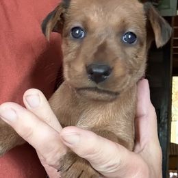 Irish Terrier and Scottish Terrier Puppies from Avonlea Terriers