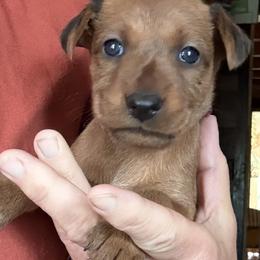 Irish Terrier and Scottish Terrier Puppies from Avonlea Terriers