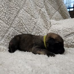 Girl 2 - Fawn Mastiff puppy in Aurora, Colorado from Bratay Mastiffs