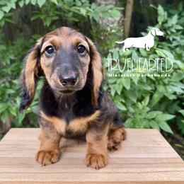 Polly - Red female Dachshund puppy in Royse City, Texas from Truehearted Miniature Dachshunds