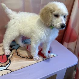 Louie - Parti male Poodle puppy in Mobile, Alabama from Semmy’s Standard Poodle LLC
