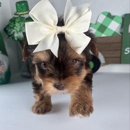 Chocolate girl - Chocolate, tan and white female Yorkshire Terrier puppy in Gainesville, Georgia from Country Dog Kennels.