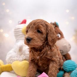 Bella - Apricot female Goldendoodle puppy in Creston, Ohio from Mini Doodles Dandy