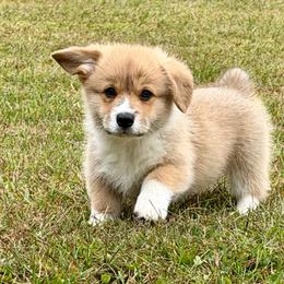 Ready to go Now- Maggie's Fawn boy 2 - Fawn male Pembroke Welsh Corgi puppy in Rochester, Indiana from Stacy’s Pembroke Welsh Corgis