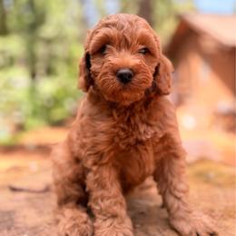 Thor - Red  male Goldendoodle puppy in Pollock Pines, California from Penny Lane’s Doodles
