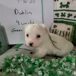 Boy 1 - Coton de Tulear puppy in Middletown, Ohio from Carousel Cotons