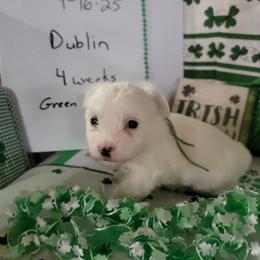 Boy 1 - Coton de Tulear puppy in Middletown, Ohio from Carousel Cotons