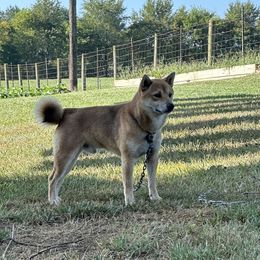 Alex - Shiba Inu