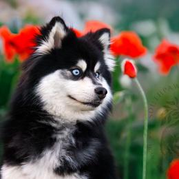 Reign - Pomsky