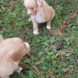 Bordoodle Puppies from Alabama Top Doodles