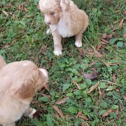 Bordoodle Puppies from Alabama Top Doodles