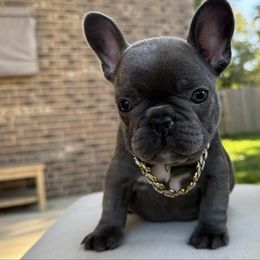 Oakland orange collar boy - Brindle and white male French Bulldog puppy in Willis, Texas from Grandiose Frenchies