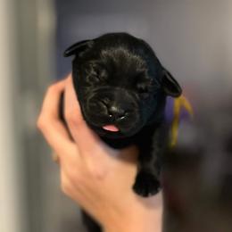 Girl 2 - female Labrador Retriever puppy in Texas from Raley Retrievers