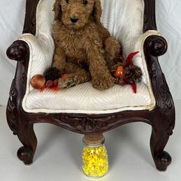 Yellow Collar - Red  male Poodle puppy in Murrayville, Georgia from Spoiled Rotten Kennels