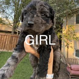 Bernedoodle Puppies from Kaylas Precious Puppies