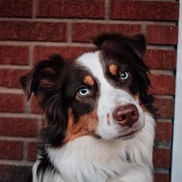 Australian Shepherd Puppies from Grand Ridge Australian Shepherds