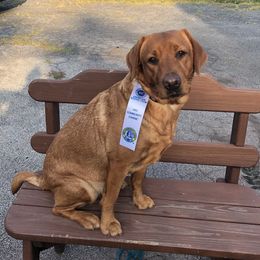 Nala - Labrador Retriever