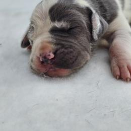 Great Dane Puppies from Mara Danes