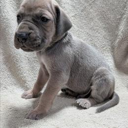 Strut - Fawn male Great Dane puppy in Bay City, Michigan from Monarch Danes