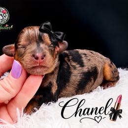 Chanel - Merle female Cavapoo puppy in Cameron, South Carolina from Sassy Sailor & Company
