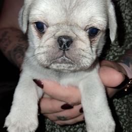 White Boy - White male Pug puppy in Elma, Washington from Kismet Kennels, Exclusively Pugs
