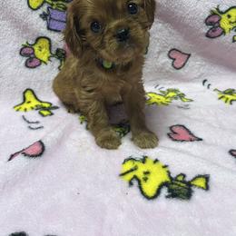 Teddy - Ruby male Cavachon puppy in Hudson, Massachusetts from Lindsey's Waggingtails Cavachons & Cavaliers