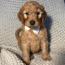 White - Apricot male Goldendoodle puppy in Buda, Texas from Anita’s Doodles