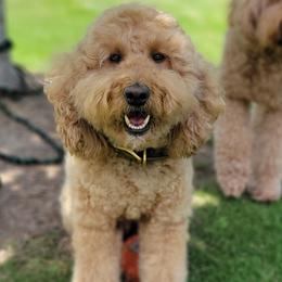Lila - Apricot female Goldendoodle puppy in Warrior, Alabama from Elite Goldendoodles and Bernedoodles