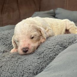 Opal - White female Poodle puppy in Flora, Illinois from Hanging Rock Poodles
