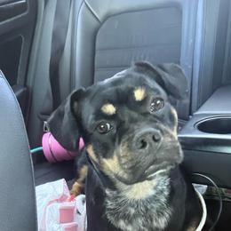 Bougie - Black and white female French Bulldog puppy in Taylorsville, North Carolina from SilverLining highlands and hounds