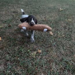 Teka - Liver roan male German Shorthaired Pointer puppy in Marshfield, Missouri from Pebblebrook German Shorthaired Pointers