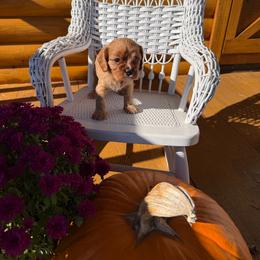 Bramble - Ruby male Cavalier King Charles Spaniel puppy in Avoca, New York from Palladino’s Cavaliers of Upstate NY