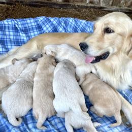 Golden Retriever Puppies from Highlander's Goldens of Howell