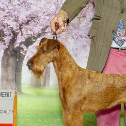 Dutton - Irish Terrier