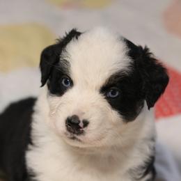 Midnight - Black tri-color female Australian Shepherd puppy in Noxon, Montana from MITIN Aussies AKC Standard Australian Shepherds