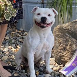 Rollie  - Staffordshire Bull Terrier