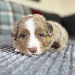 Meet Margie - Red merle female Miniature American Shepherd puppy in Stockton, Missouri from Kizmit Farmz