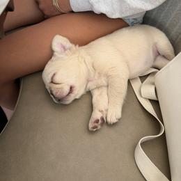 French Bulldog Puppies from Christine's French Bulldogs