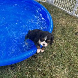 Cavalier King Charles Spaniel Puppies from SHANNON'S CAVALIERS