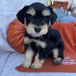 Sophie - Black and silver female Miniature Schnauzer puppy in Harvest, Alabama from Walker Miniature Schnauzers