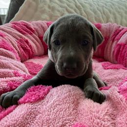 Kaida - Blue and rust female Doberman Pinscher puppy in Brookfield, Wisconsin from Haus of Hound
