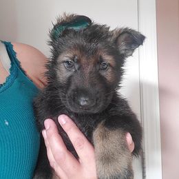 Boy 6 - Sable German Shepherd puppy in Wellington, Colorado from Altvater German Shepherds