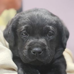 Magenta - Black female Labrador Retriever puppy in Manheim, Pennsylvania from Monarch Labradors