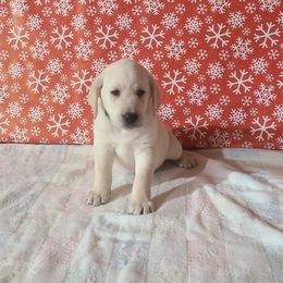 Gage - Labrador Retriever puppy from Marlene's Labrador Retrievers