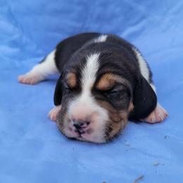 Beagle puppies from Nebraska K9's