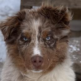 Casey - Australian Shepherd