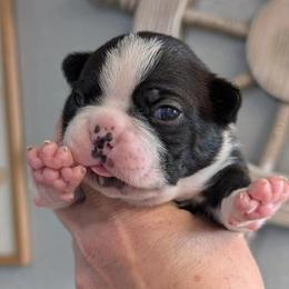 Boston Terrier Puppies from All American Boston Terriers