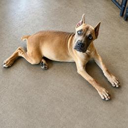La La - Fawn female Cane Corso puppy in Trenton, Texas from Trained To Go Corso Kennels (T.T.G. Corso Kennels)